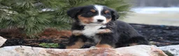 Bernese Mountain Dog dogs for sale: Bernese Mountain Dog Puppy 5 - Ad 1