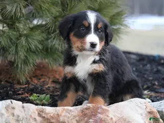 Bernese Mountain Dog dogs Bernese Mountain Dog Puppy 5 - Ad 18