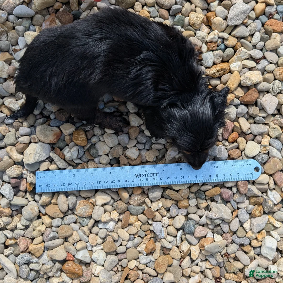 Miniature Dachshund dogs for sale: Willow - Ad 10