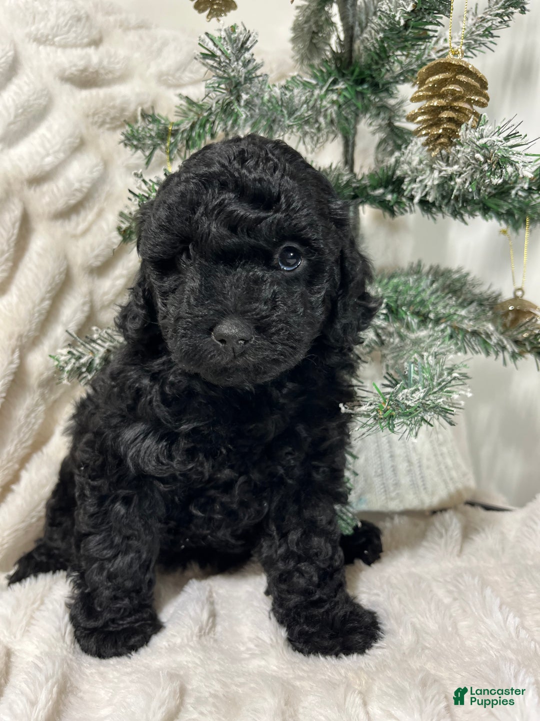 Yorkiepoo dogs for sale: Coco - Ad 2