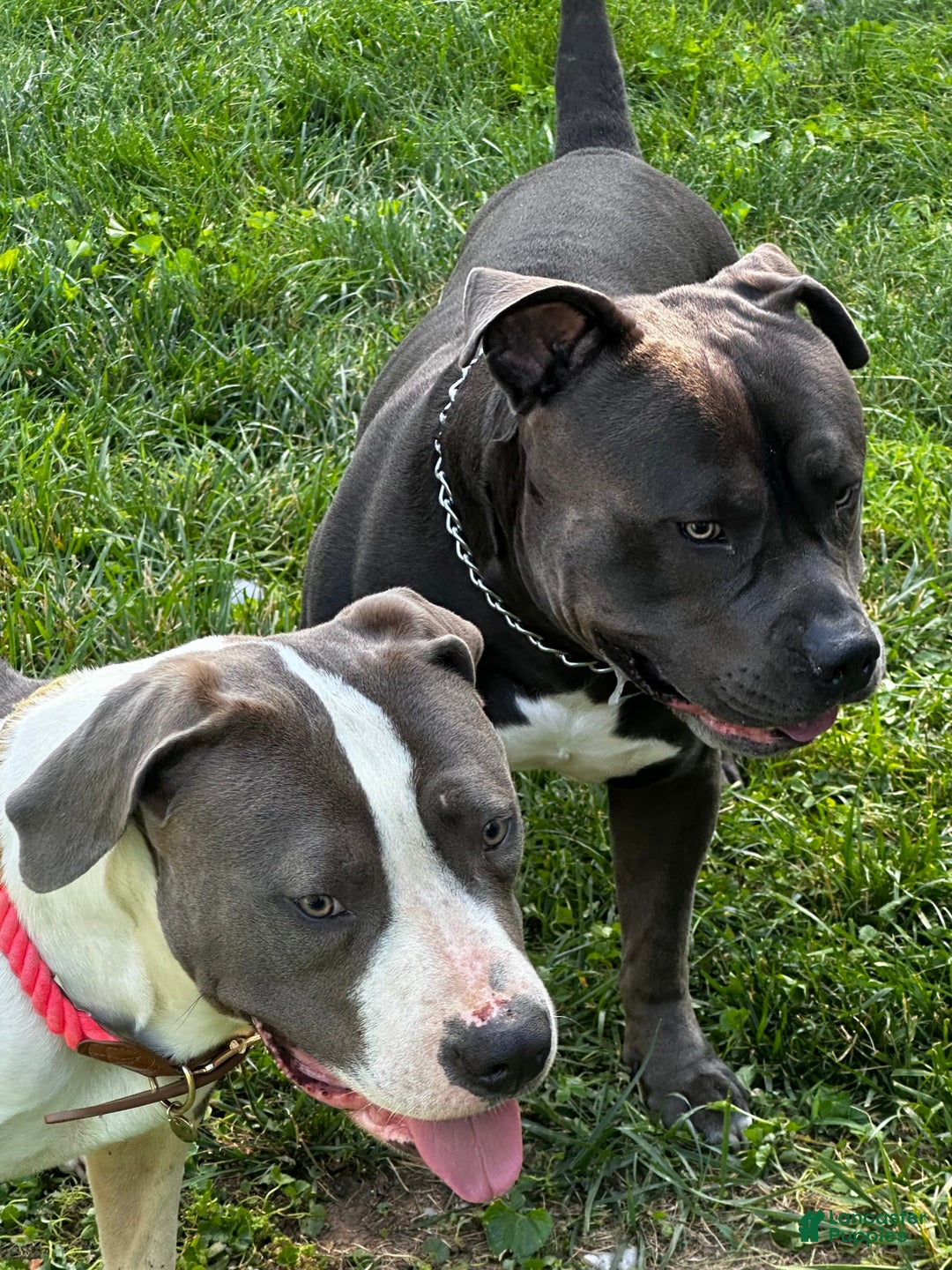 Gallery Image {{count}}