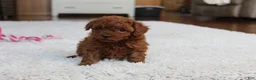Toy Poodle dogs for sale: Mia - Ad 3