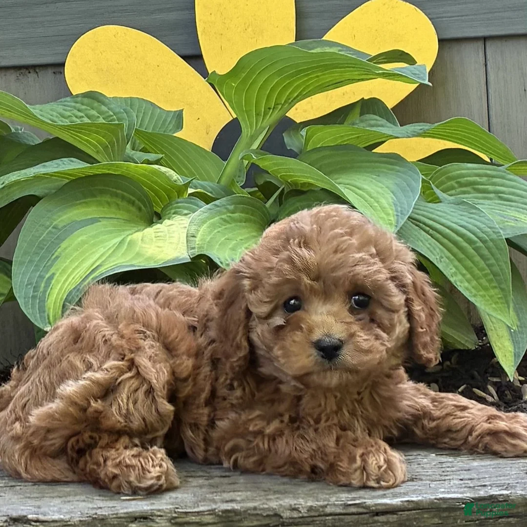 Cavapoo dogs for sale: Casey  - Ad 2