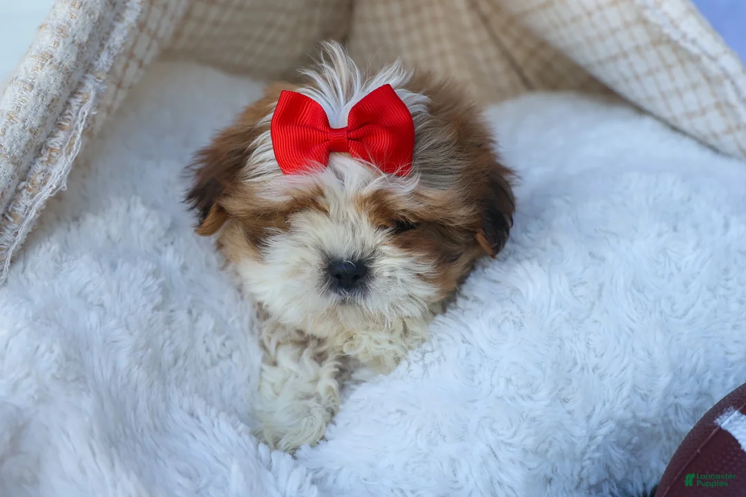 Shih Tzu dogs for sale: SAMMY - Ad 15