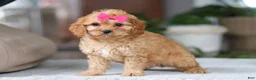 Cavapoo dogs for sale: Amelia - Ad 6