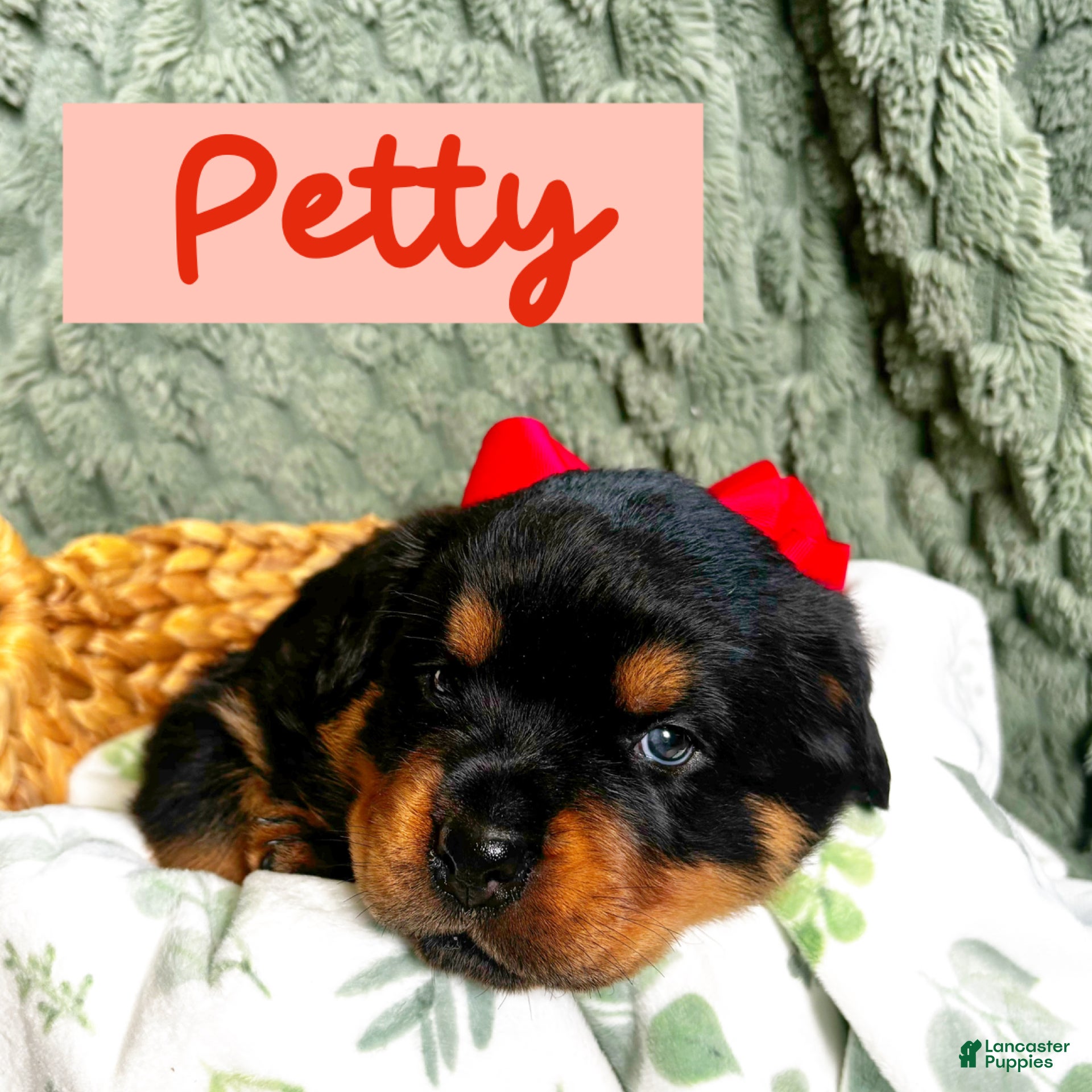 Rottweiler dogs for sale: Rottweiler Puppy 4 - Ad 2