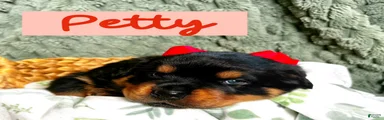 Rottweiler Puppy 4