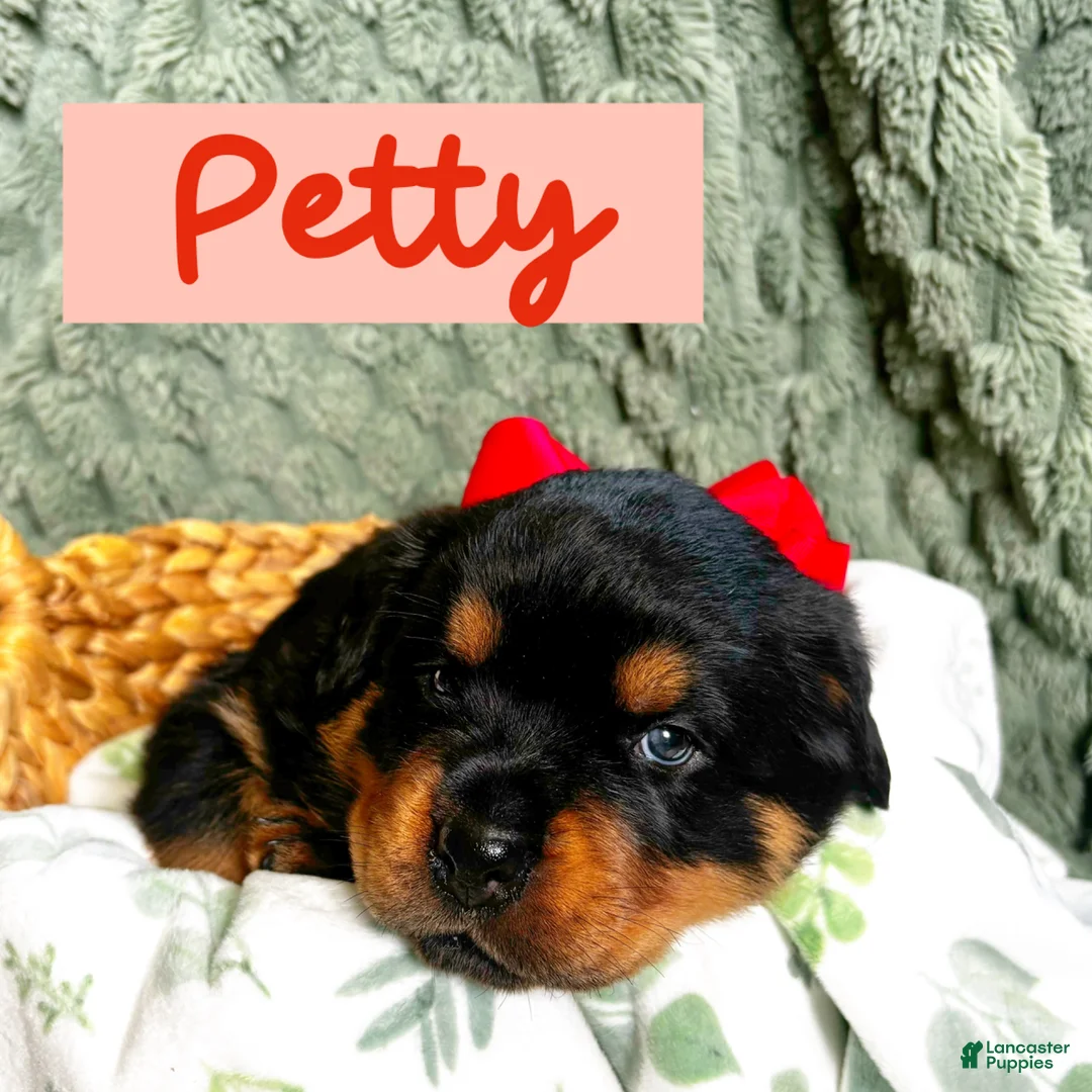 Rottweiler dogs for sale: Rottweiler Puppy 4 - Ad 1