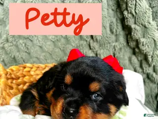 Rottweiler dogs for sale: Rottweiler Puppy 4 - Ad 2