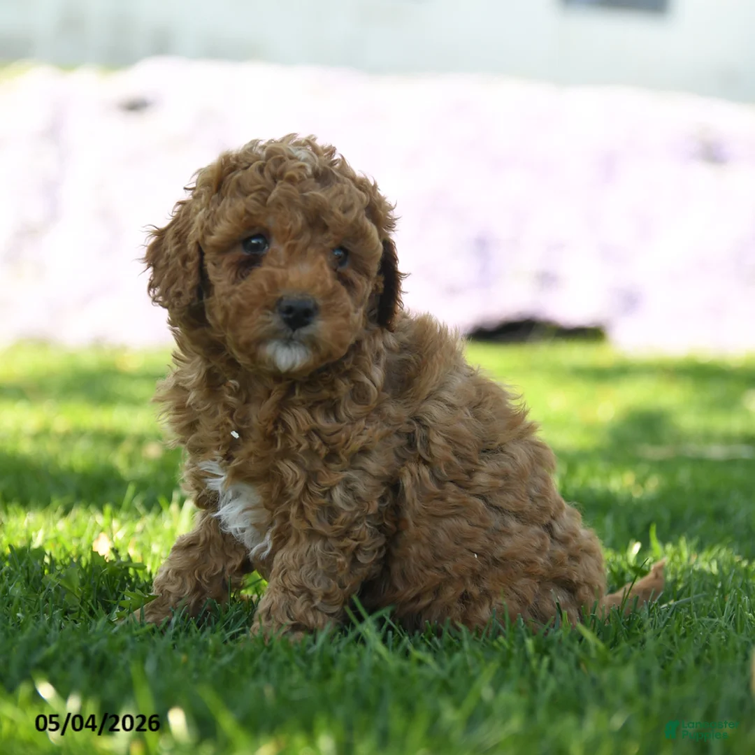 Mini Aussiedoodle dogs for sale: Ginger - Ad 3