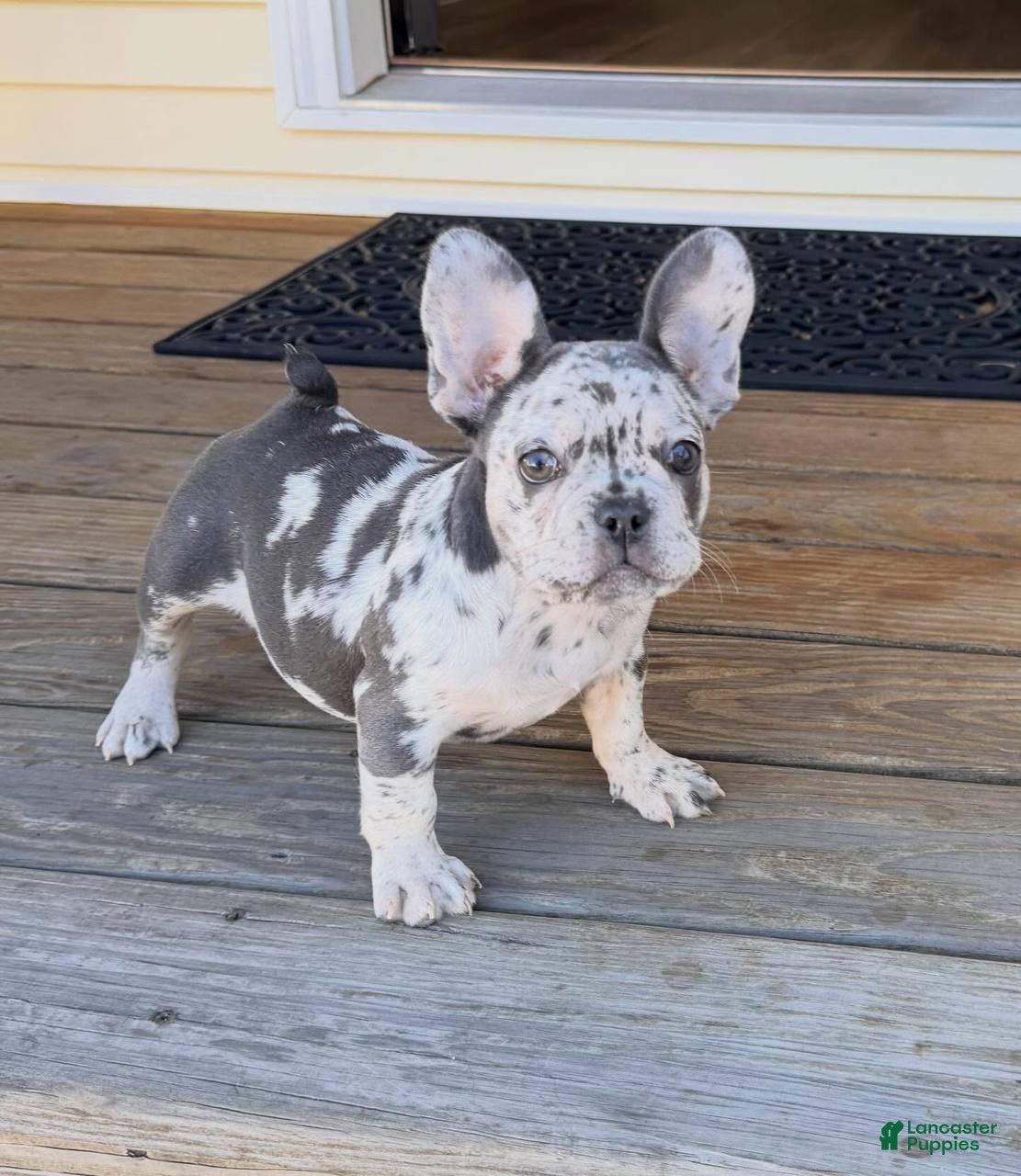 French Bulldog dogs French Bulldog 1 - Ad 26