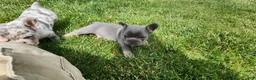 French Bulldog dogs for sale: Jayden  - Ad 2