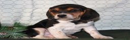 Beagle dogs for sale: Mocha - Ad 4