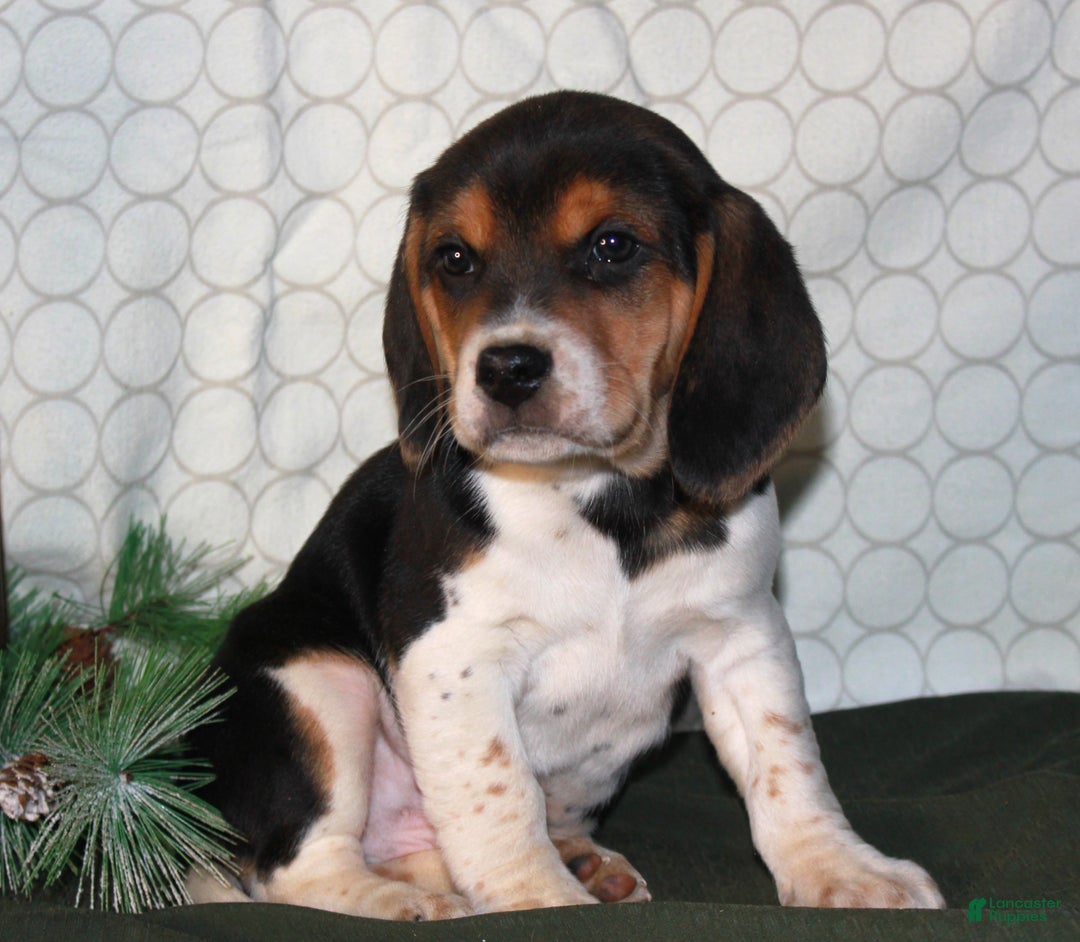 Beagle dogs for sale: Mocha - Ad 4