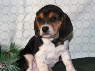 Beagle dogs Mocha - Ad 20