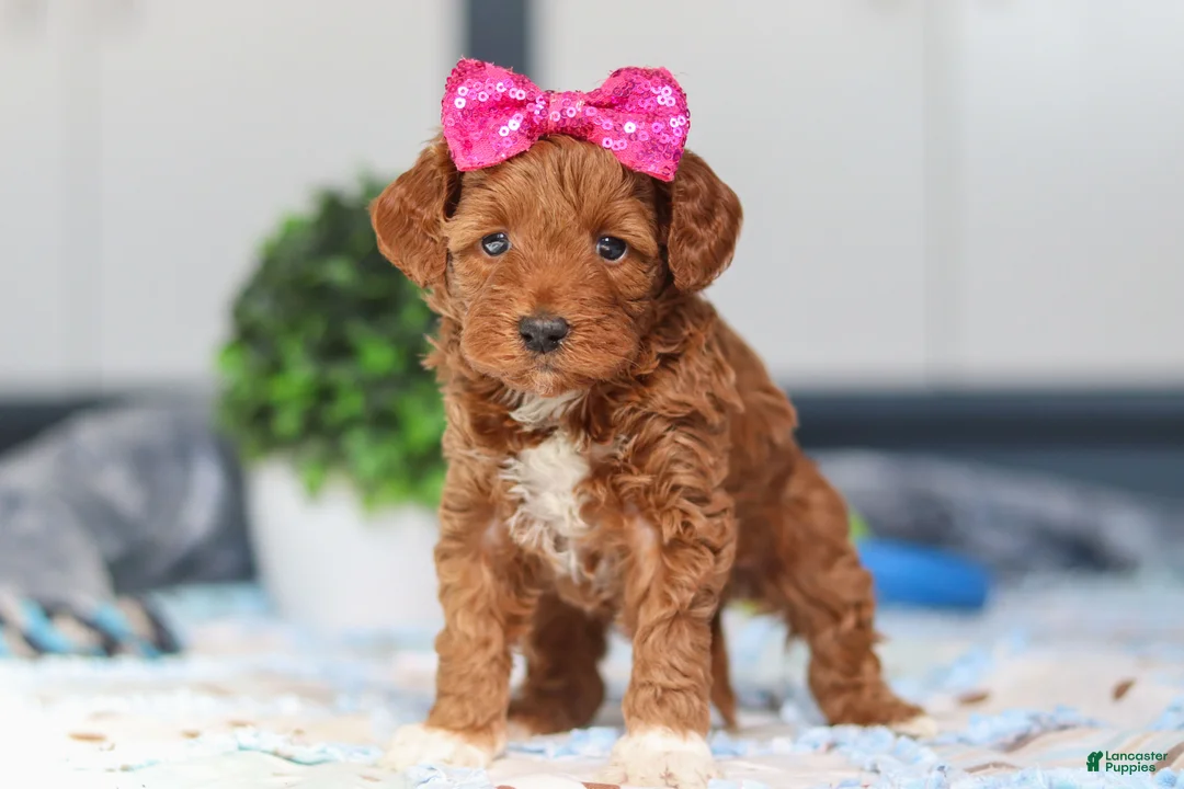 Mini Goldendoodle dogs for sale: Nikki - Ad 4