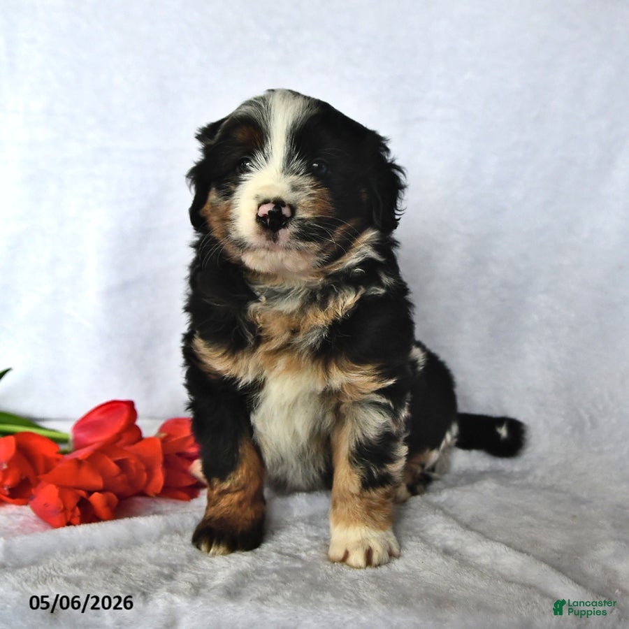 Mixed Breed dogs Drew - Ad 2
