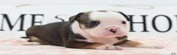 Mixed Breed dogs for sale: Queen - Ad 40