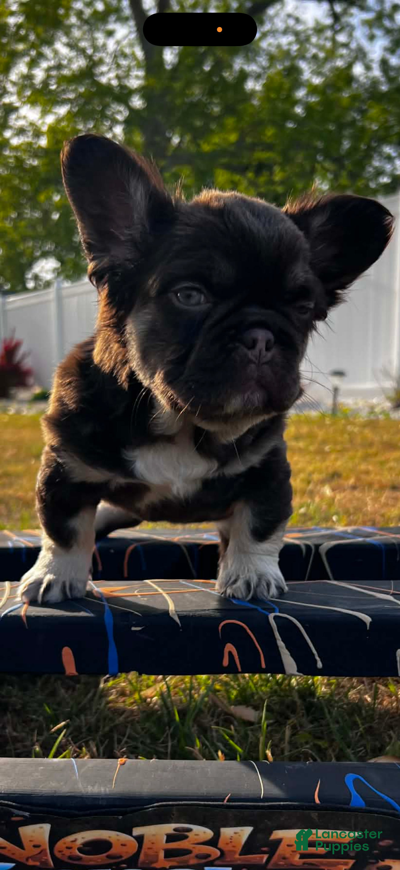 French Bulldog dogs French Bulldog Puppy 1 - Ad 2