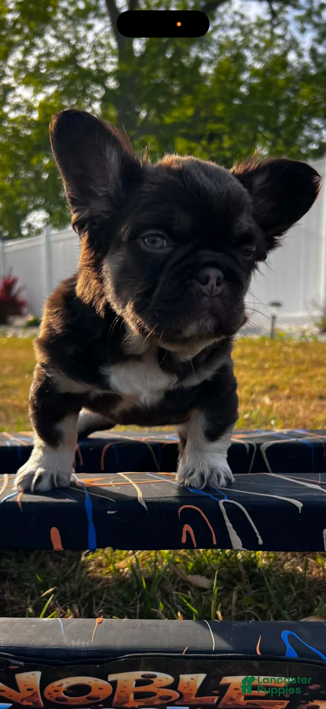 French Bulldog dogs for sale: French Bulldog Puppy 1 - Ad 2