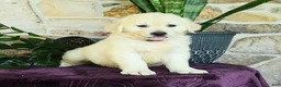 Golden Retriever dogs for sale: David - Ad 2