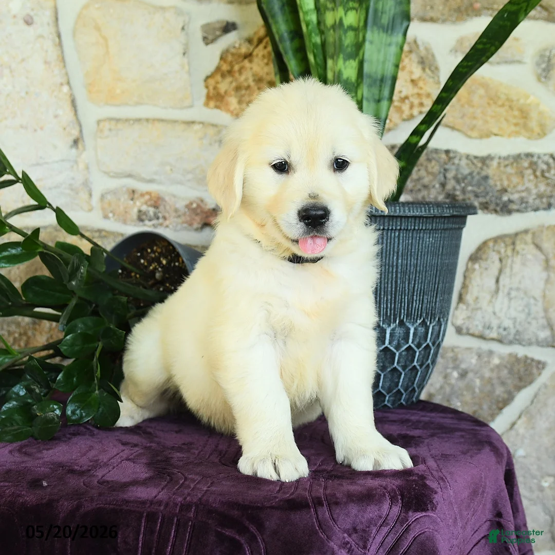 Golden Retriever dogs for sale: David - Ad 2