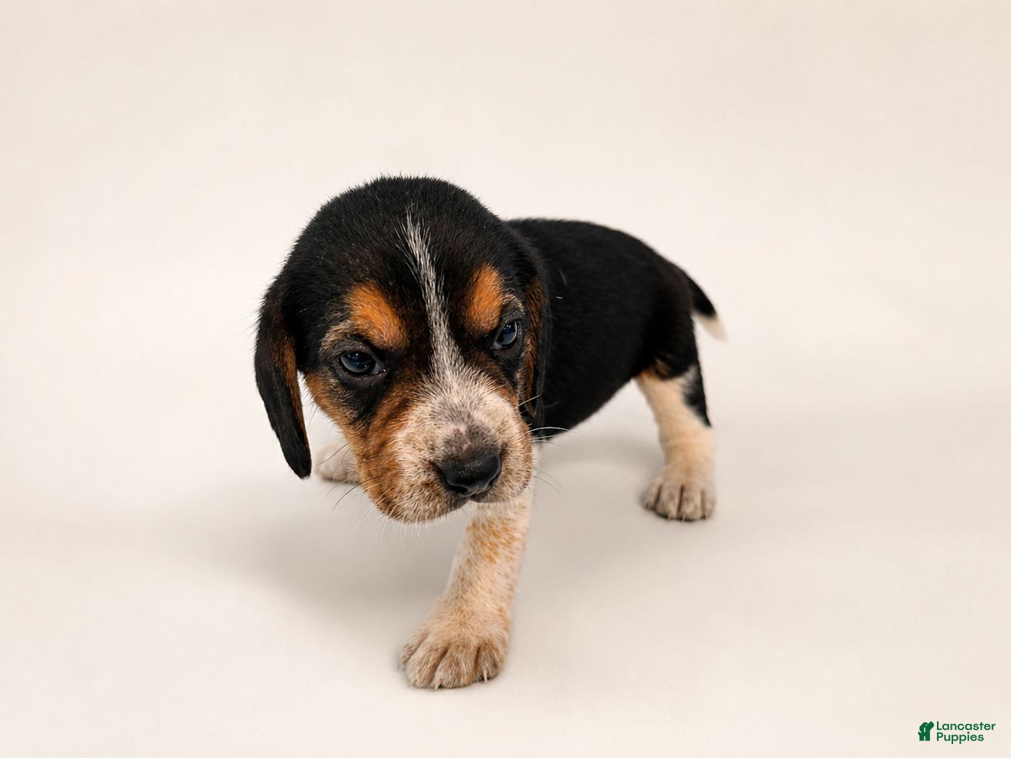 Beagle dogs Beagle 1 - Ad 1