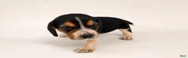 Beagle 1