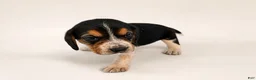Beagle dogs for sale: Beagle 1 - Ad 1