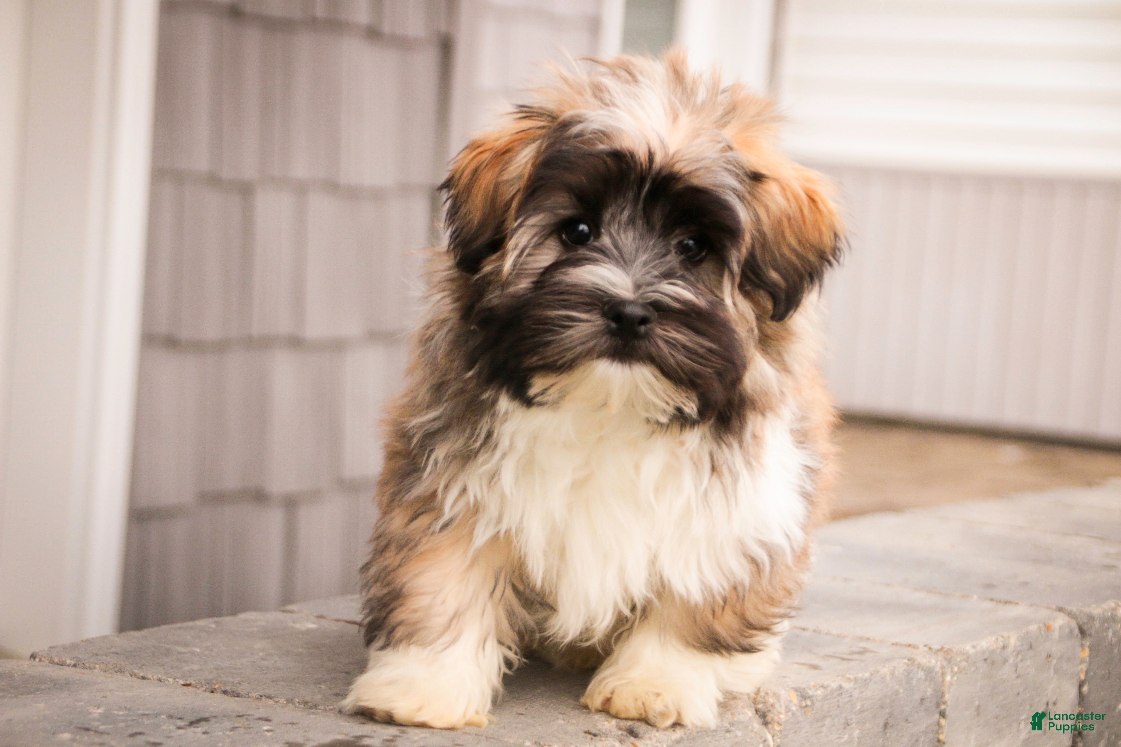 Havanese dogs Hoosier - Ad 23