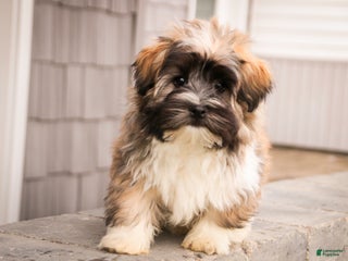 Havanese dogs Hoosier - Ad 23