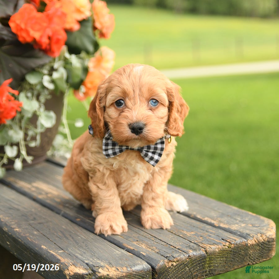 Cockapoo dogs Donna - Ad 2