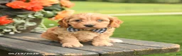 Cockapoo dogs for sale: Donna - Ad 2