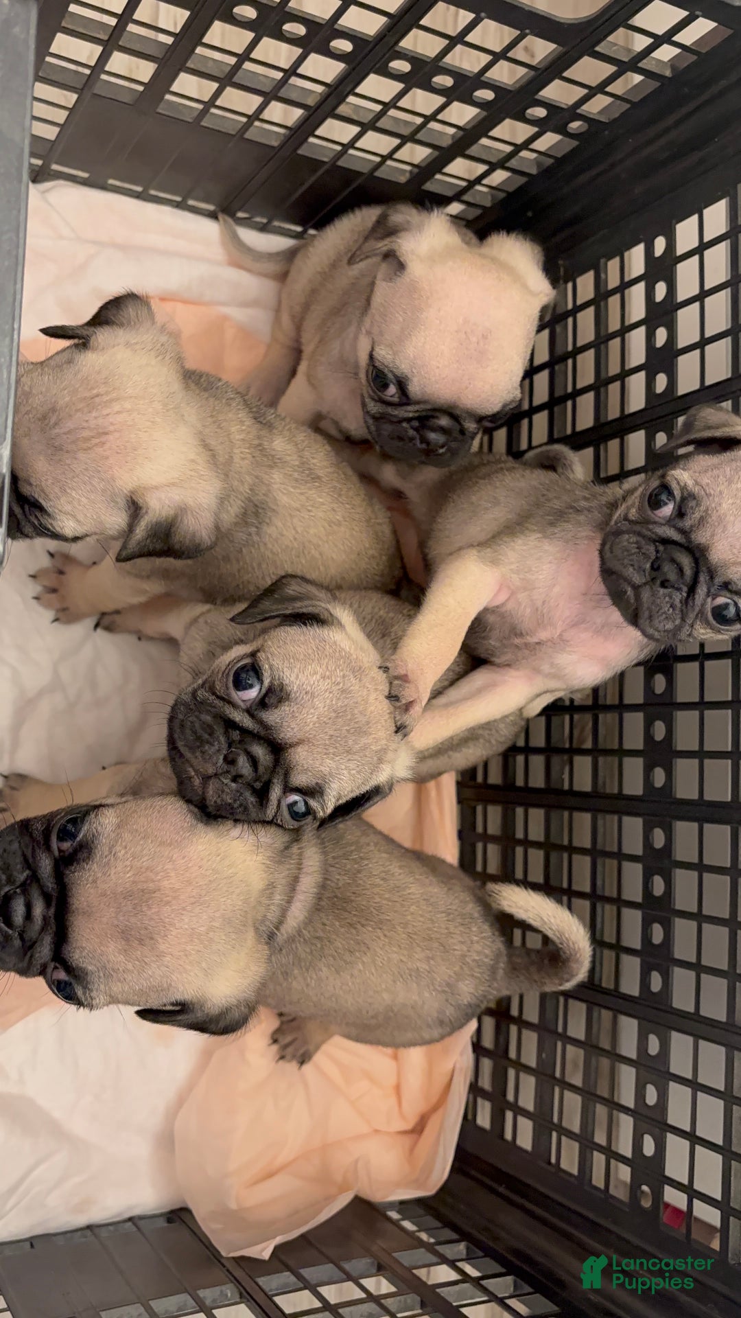 Pug dogs for sale: Pug Puppy 2 - Ad 4