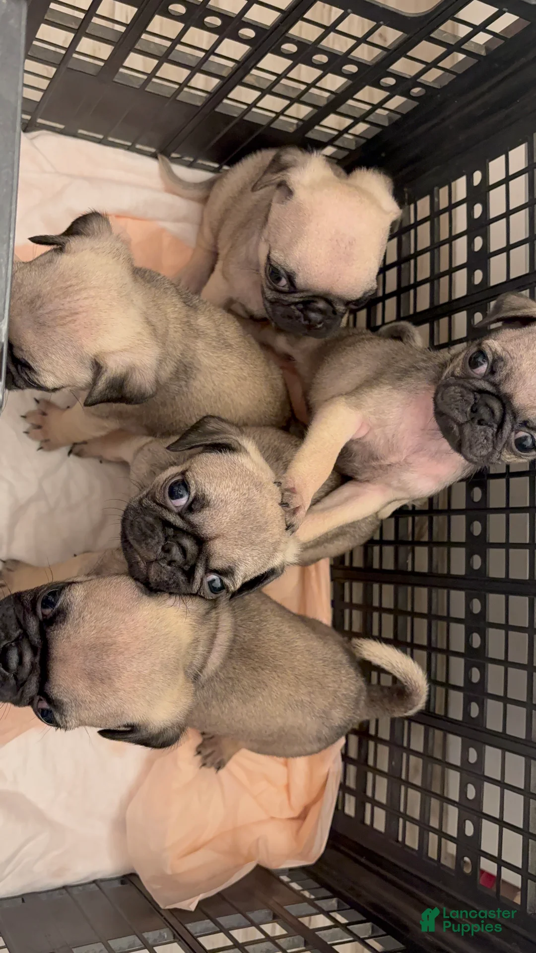 Pug dogs for sale: Pug Puppy 4 - Ad 4