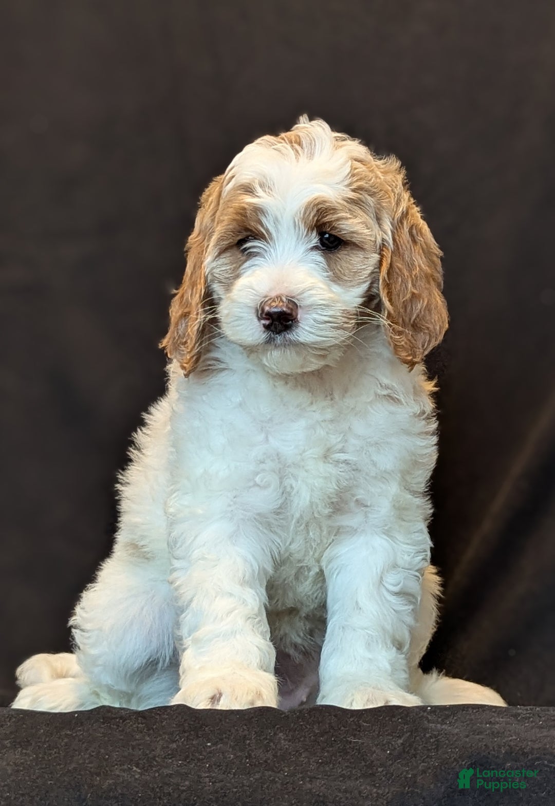 Goldendoodle dogs for sale: Honey  - Ad 6
