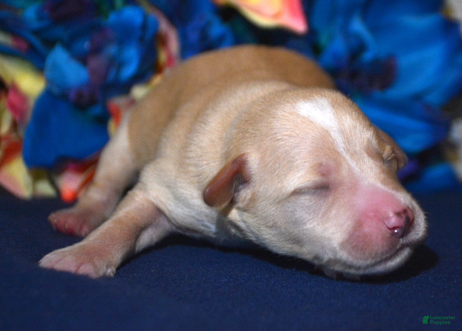 Miniature Schnauzer dogs Miniature Schnauzer Maverick - Ad 17