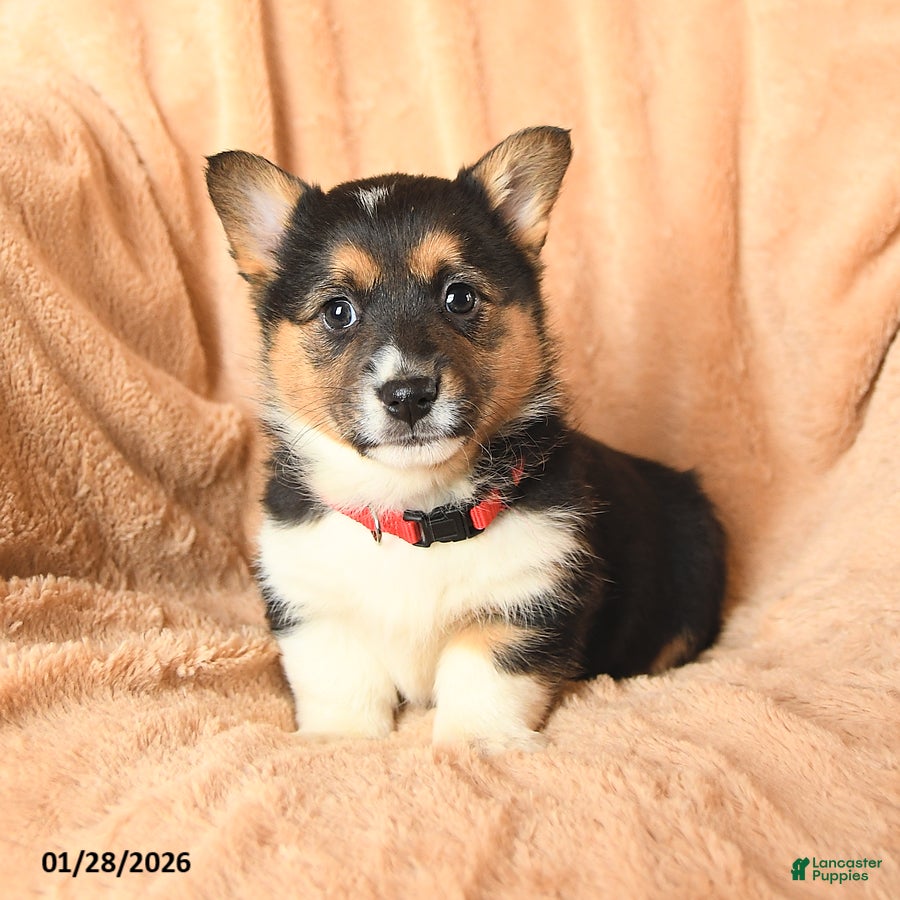 Welsh Corgi Pembroke dogs Delta - Ad 3