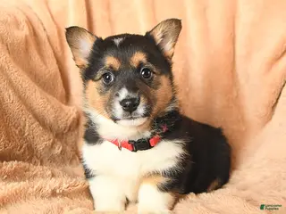 Welsh Corgi Pembroke dogs Delta - Ad 3