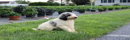 Standard Poodle dogs for sale: Buddy - Ad 5