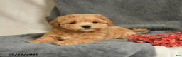 Maltipoo dogs for sale: Wesley - Ad 4