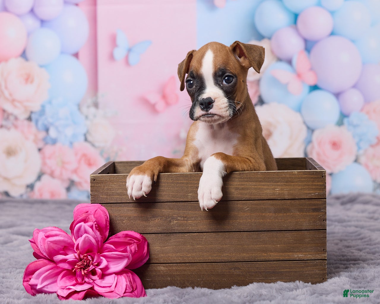 Boxer dogs Bella - Ad 1