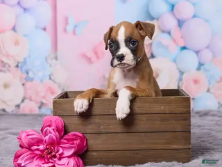 Boxer dogs for sale: Bella - Ad 1