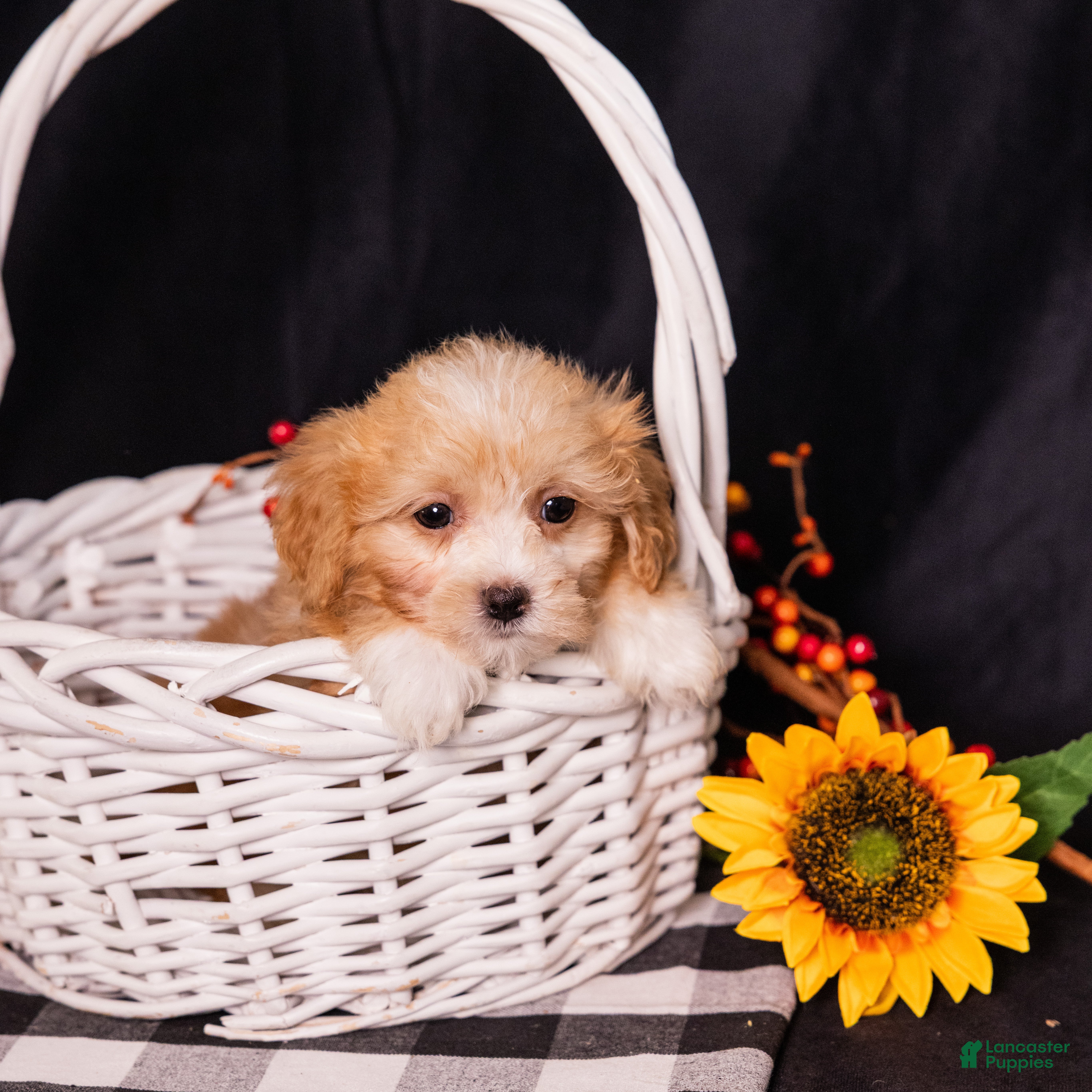 Teddy Bear dogs Elmo - Ad 2