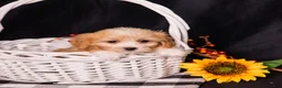 Teddy Bear dogs for sale: Elmo - Ad 6