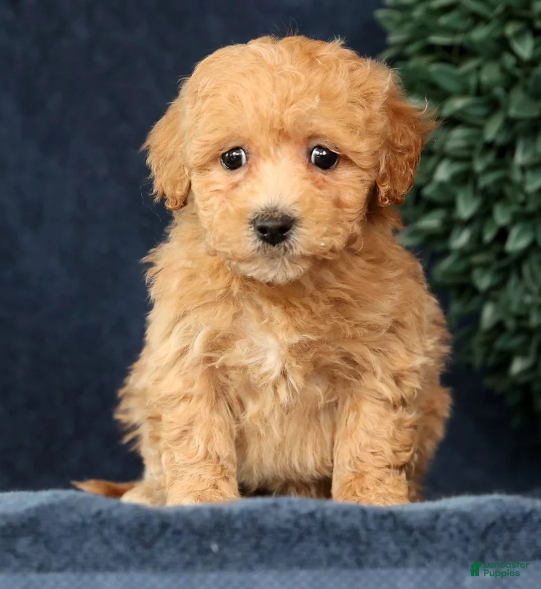 Bichpoo dogs for sale: Harper - Ad 8