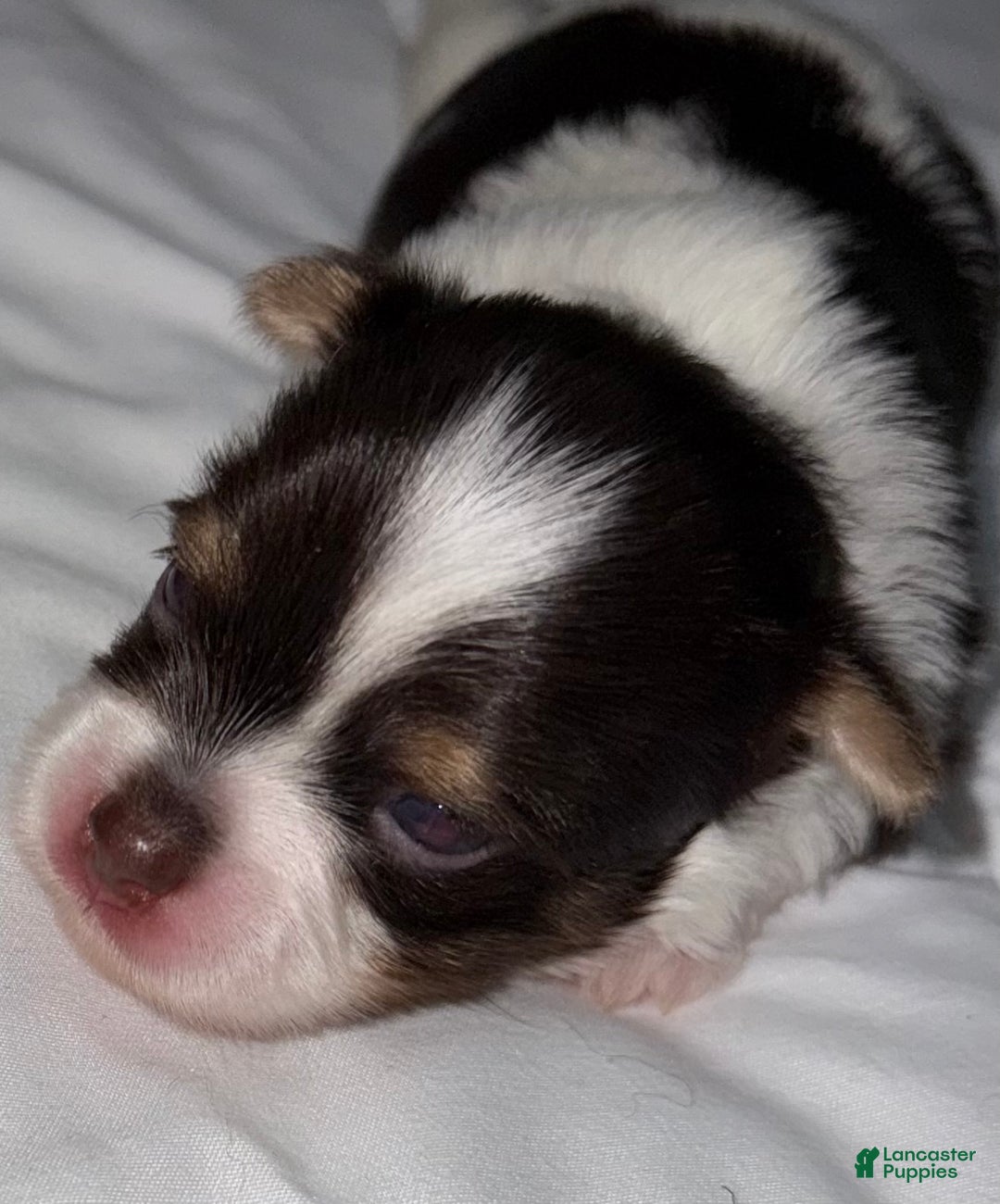 Yorkshire Terrier dogs for sale: Nova - Ad 9