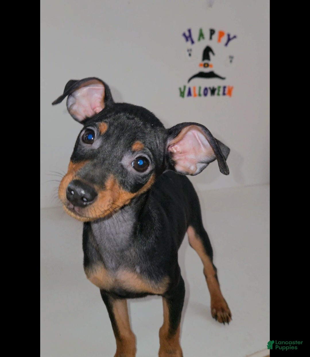 Miniature Pinscher dogs Zeus - Ad 21