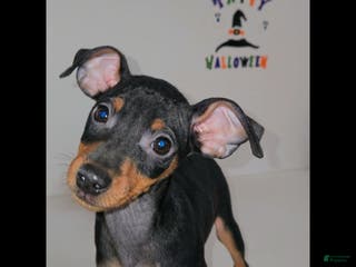 Miniature Pinscher dogs Zeus - Ad 25