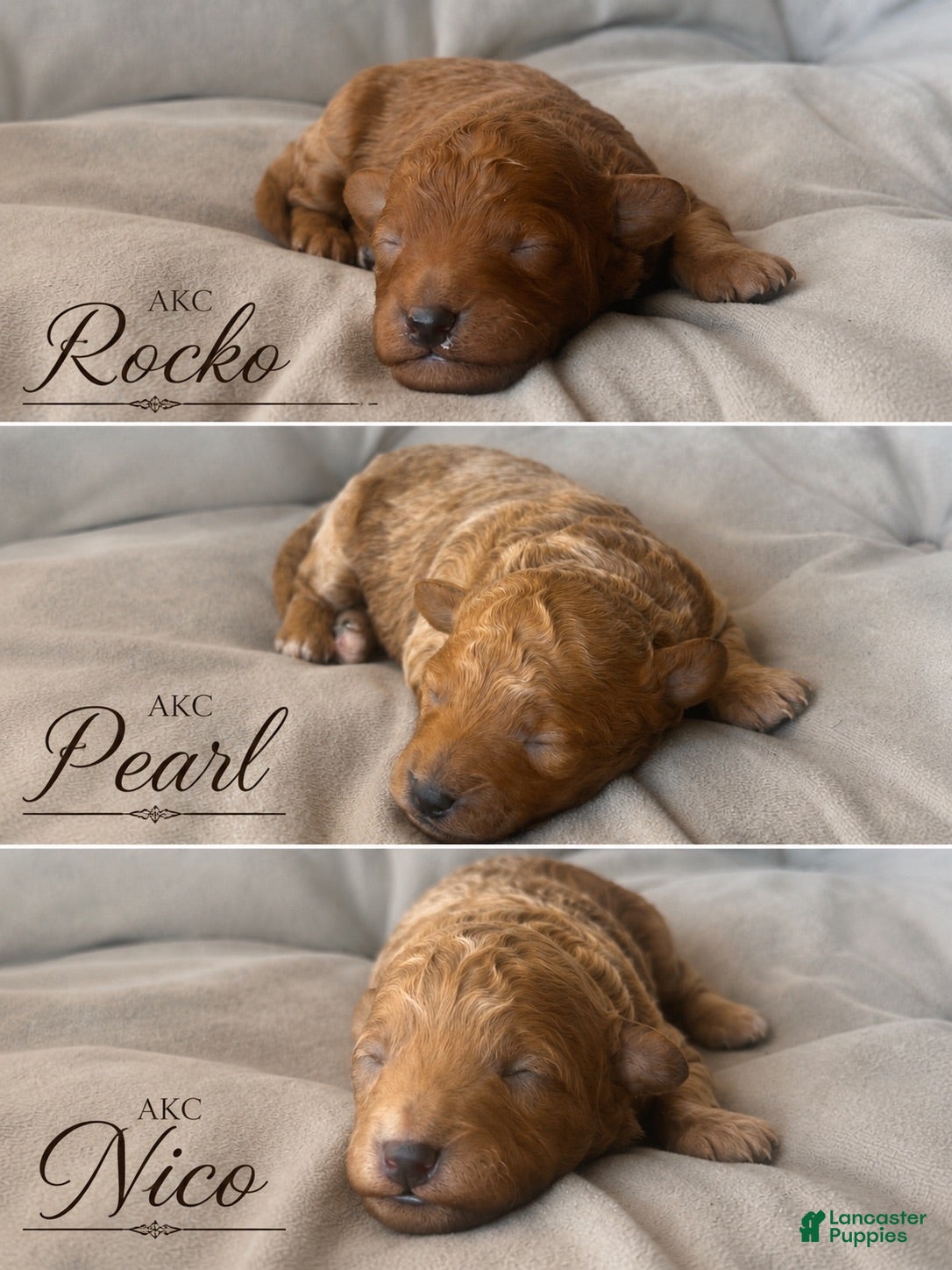 Toy Poodle dogs AKC Pearl - Ad 16